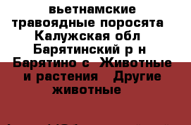 вьетнамские травоядные поросята - Калужская обл., Барятинский р-н, Барятино с. Животные и растения » Другие животные   
